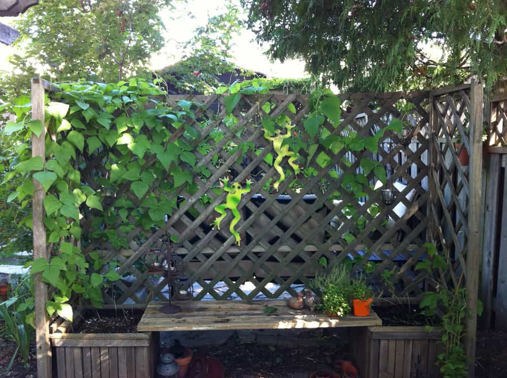 planter bench with trellis and runner beans