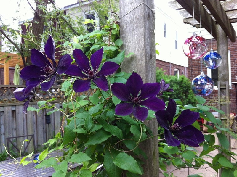 purple clematis growing up a pergola
