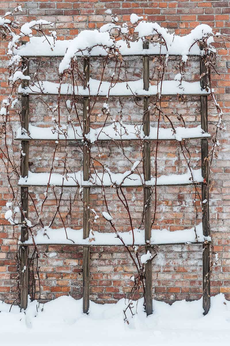 trellis_snow snow covered garden trellis