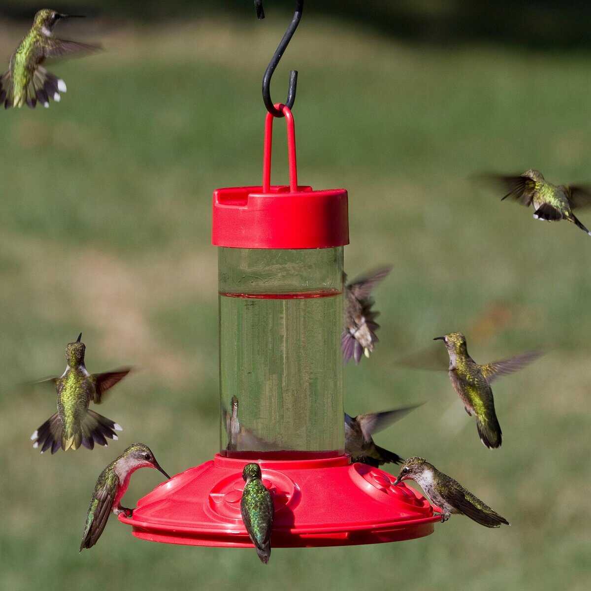 Dr. JB's 16-Ounce Dishwasher-Safe Hummingbird Feeder