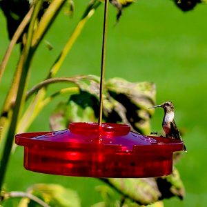 Hanging Hummingbird Haven Feeder