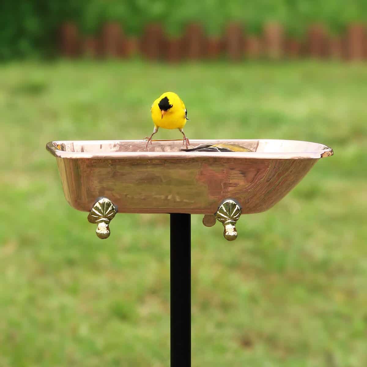 Splish Splash Birdbath, Polished Copper