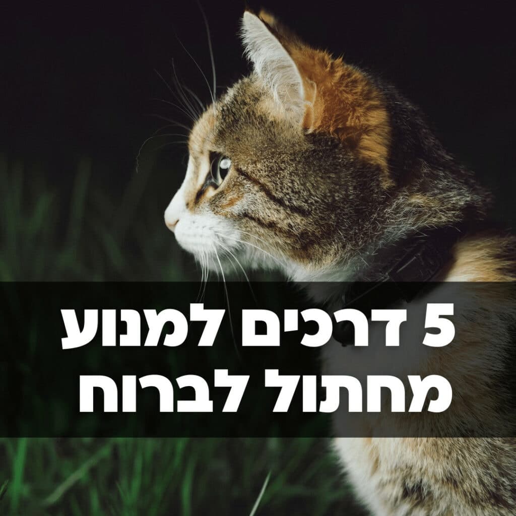 5 דרכים להתמודד עם חתול שבורח והסכנות הקיימות
