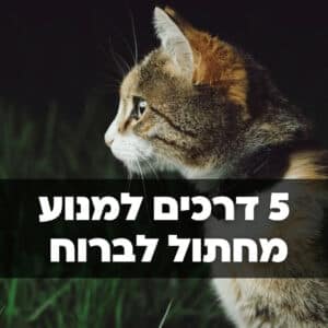 5 דרכים להתמודד עם חתול שבורח והסכנות הקיימות