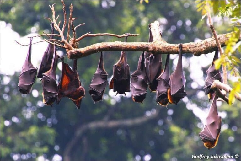 philippines-bio-diversity