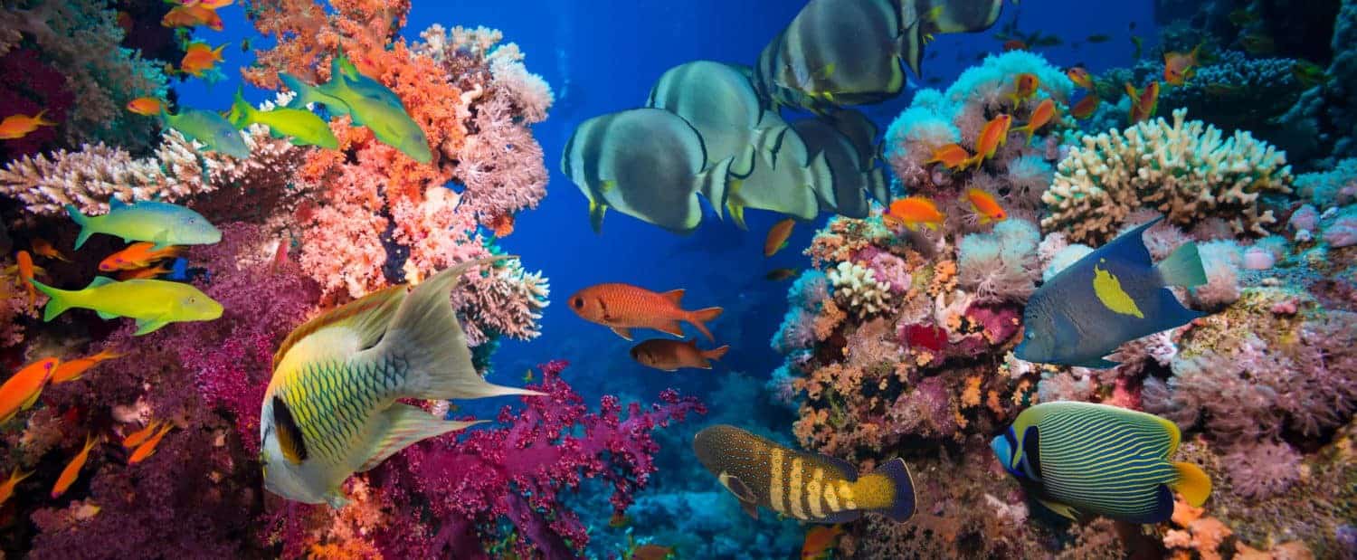 Adventure rejser 2 Great Barrier Reef, Tropical Fish and Coral Reef. Ecosystem, climate