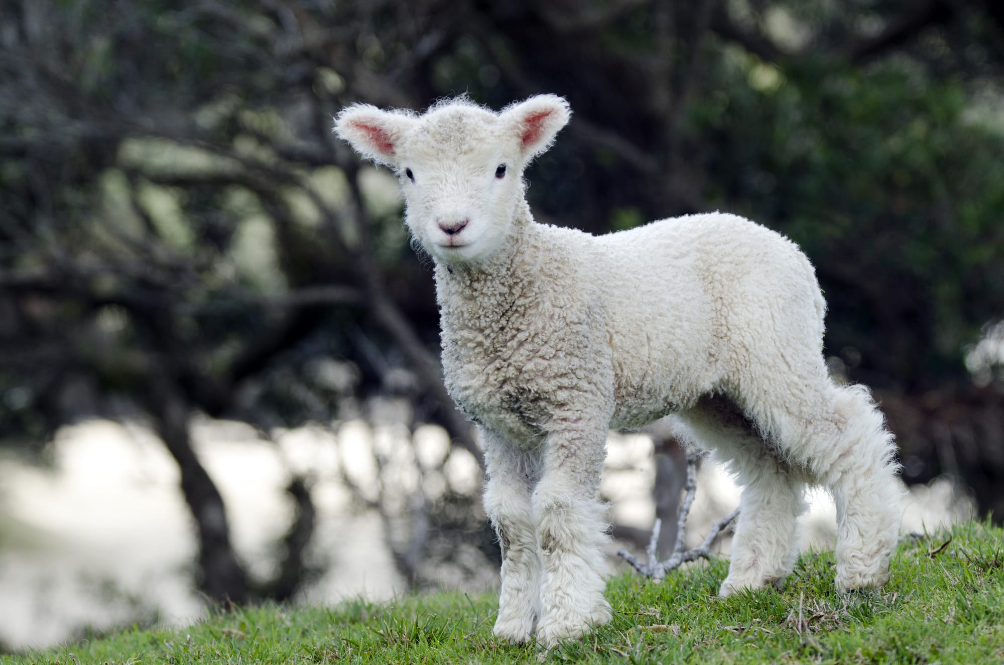 På vinrejse i New Zealand 1 New Zealand Perendale Sheep