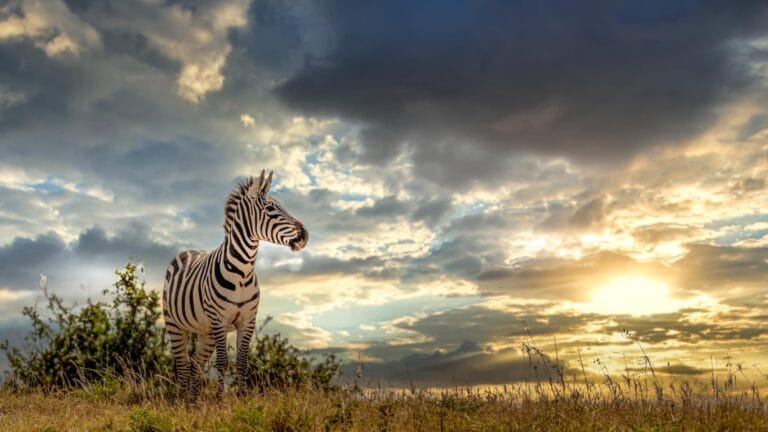 Rejser til Afrika. Smukke Zebraer på savannen