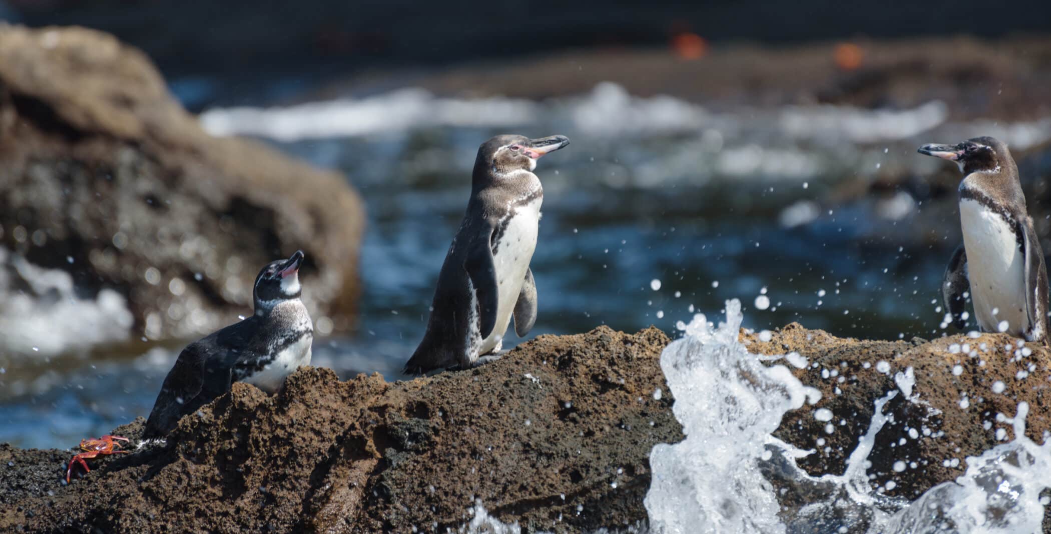 Eventyrrejser i Sydamerika og de mange lande 6 Eventyrrejser i Sydamerika, Galapagos-øerne