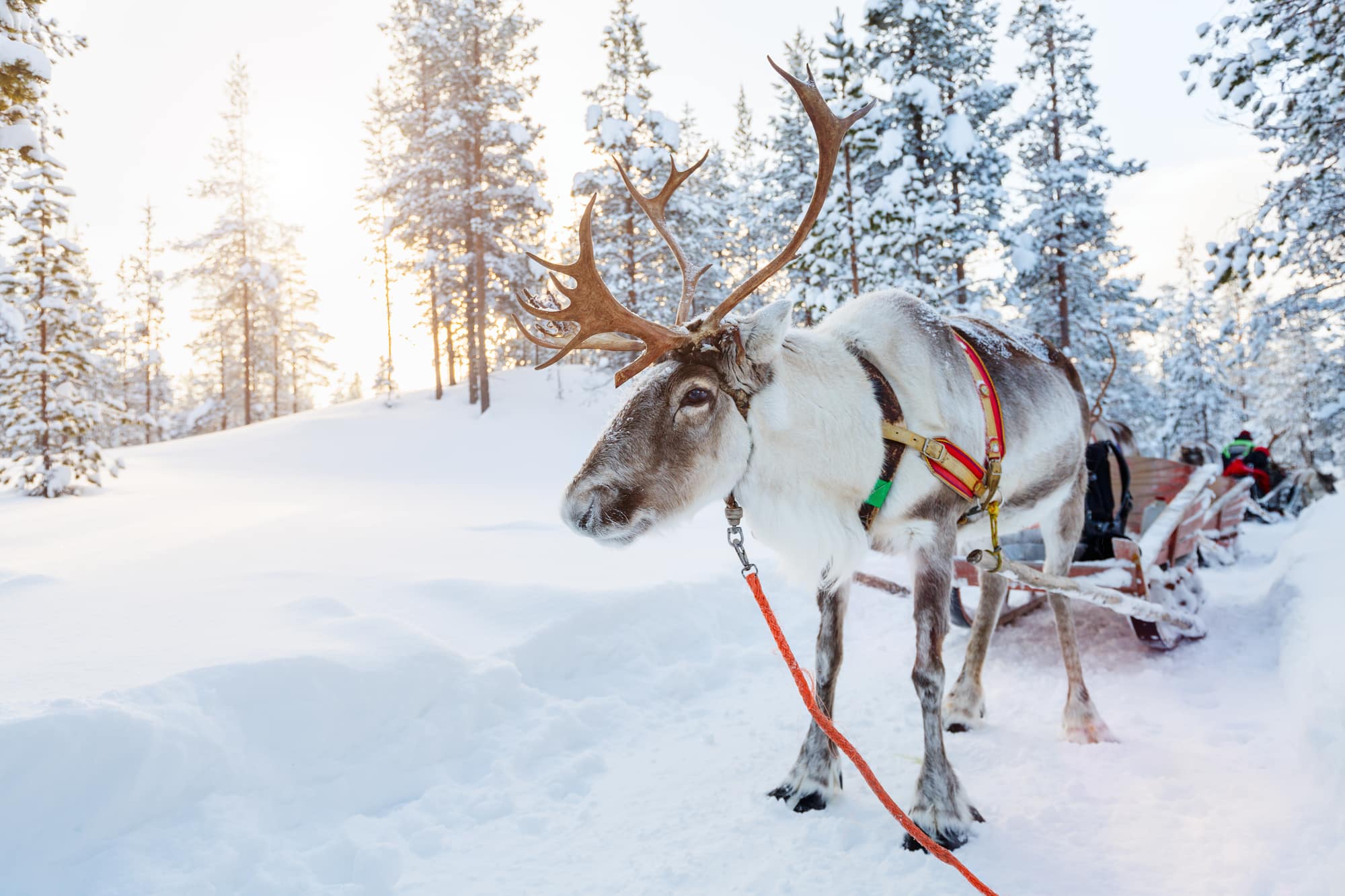 Ferie i Finland, hvis det skal være lidt vildt 2 Rensdyr safari i Finland