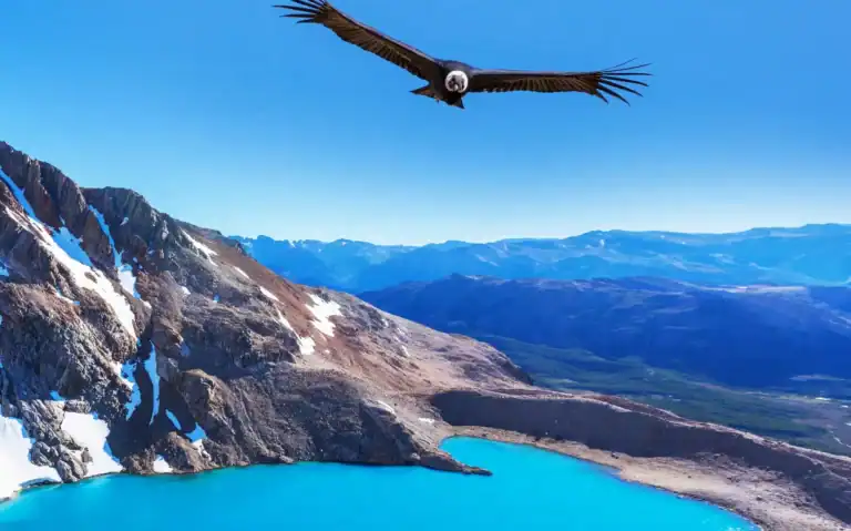 Truede dyr: Condor i Patagoniens naturparker, Argentina