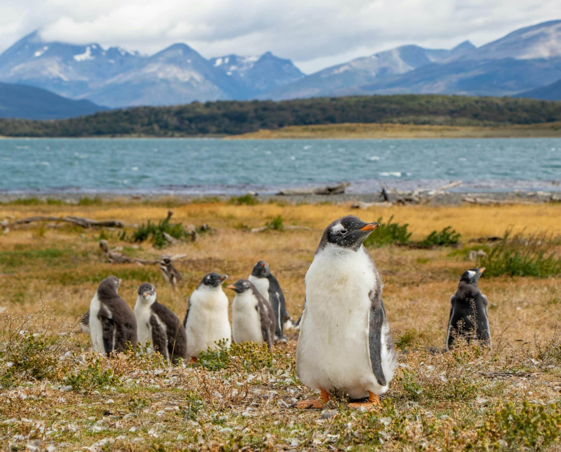 Patagonien, utroligt natur- og dyreliv i Chile og Argentina 7 Villa La Angostura, Neuquen, Argentina