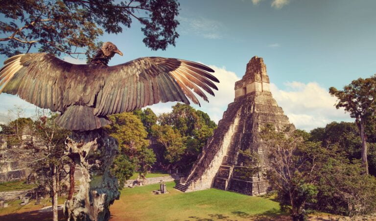 Neophron looking at the ancient ruins of Mayan city