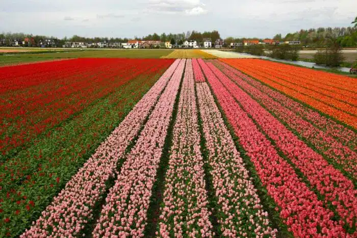 Hollandske tulipaner er en fantastisk specialitet, kom og se dem under blomstring i foråret