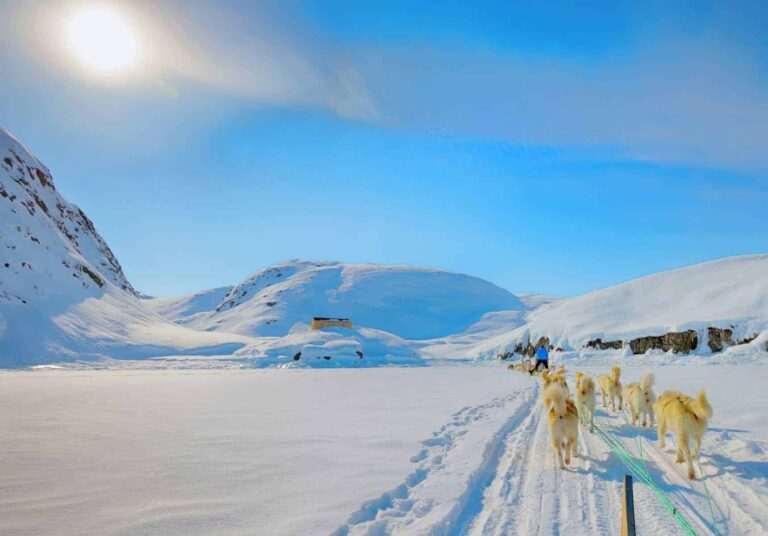 Hundeslædekørsel gennem et snedækket landskab i Grønland under en klar blå himmel med strålende sollys, omgivet af sneklædte bjerge