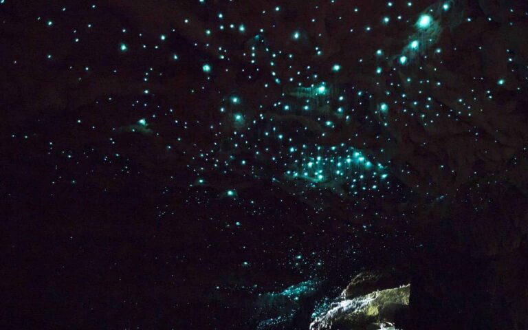 waitomo glow worms, New Zealand