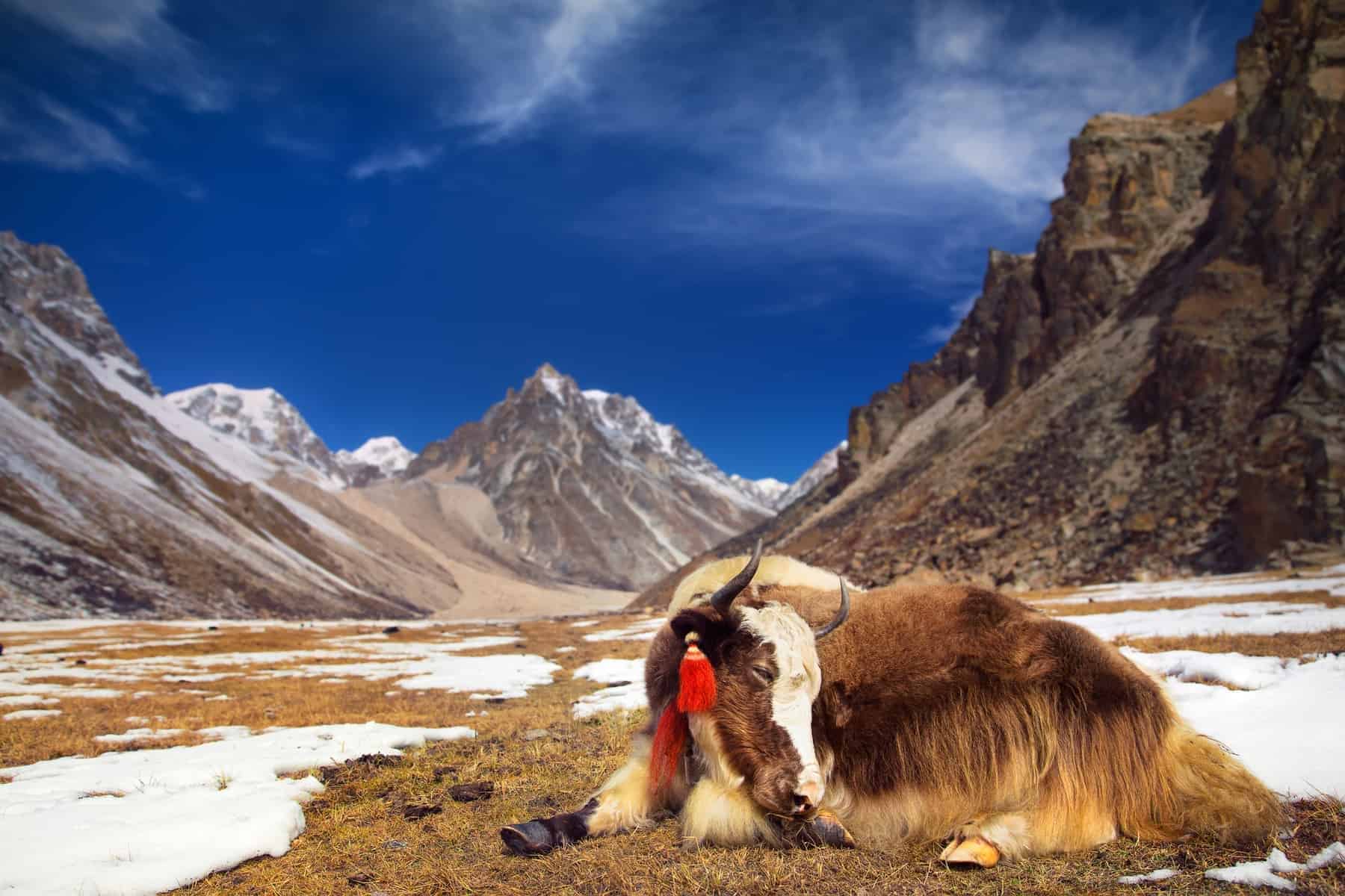 Bhutan Yak okse tager en pause