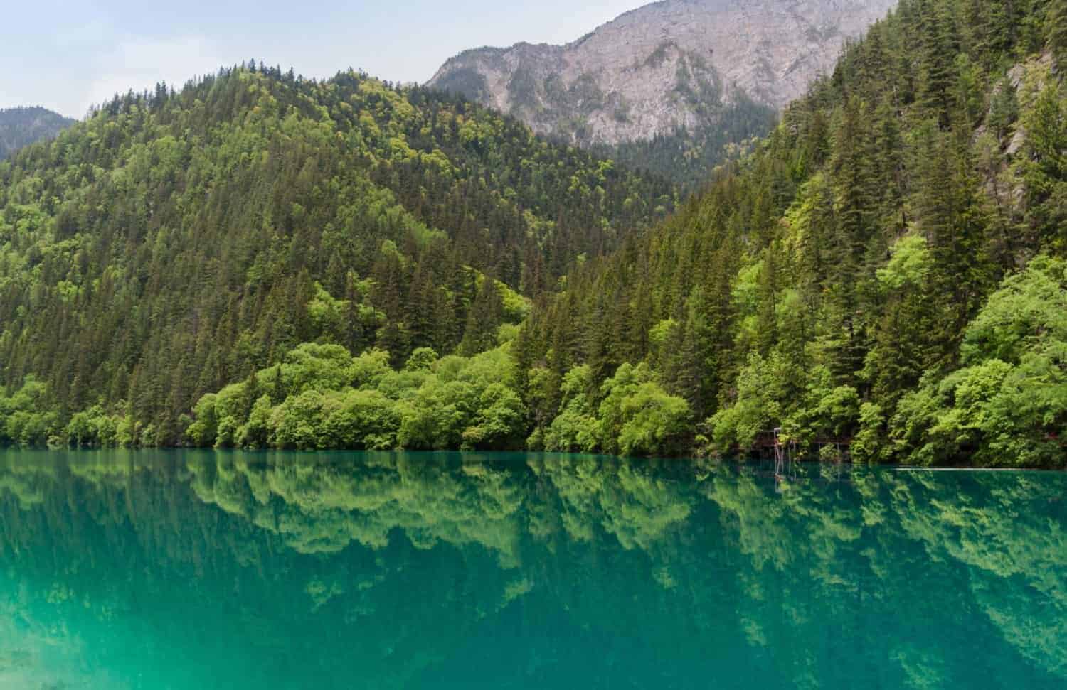 Kina 1 Kina Jiuzhaigou Sichuan Panda Lake