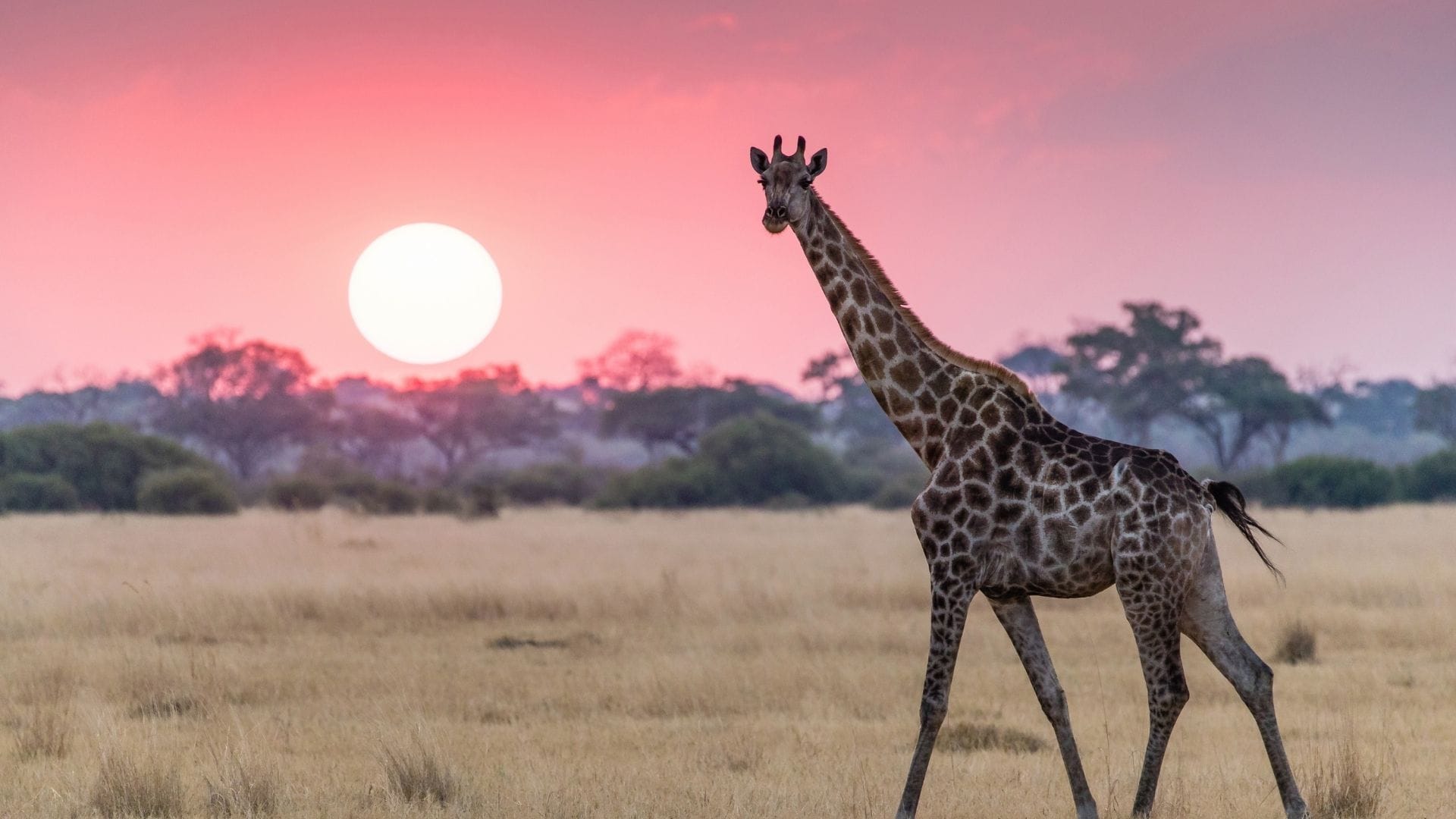 Botswana: Afrikas sidste ægte vildmark