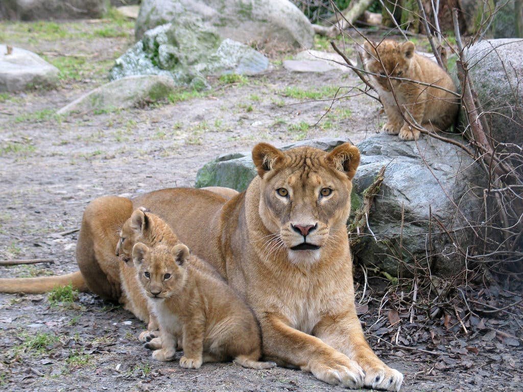 3 Animal Population Control Methods
