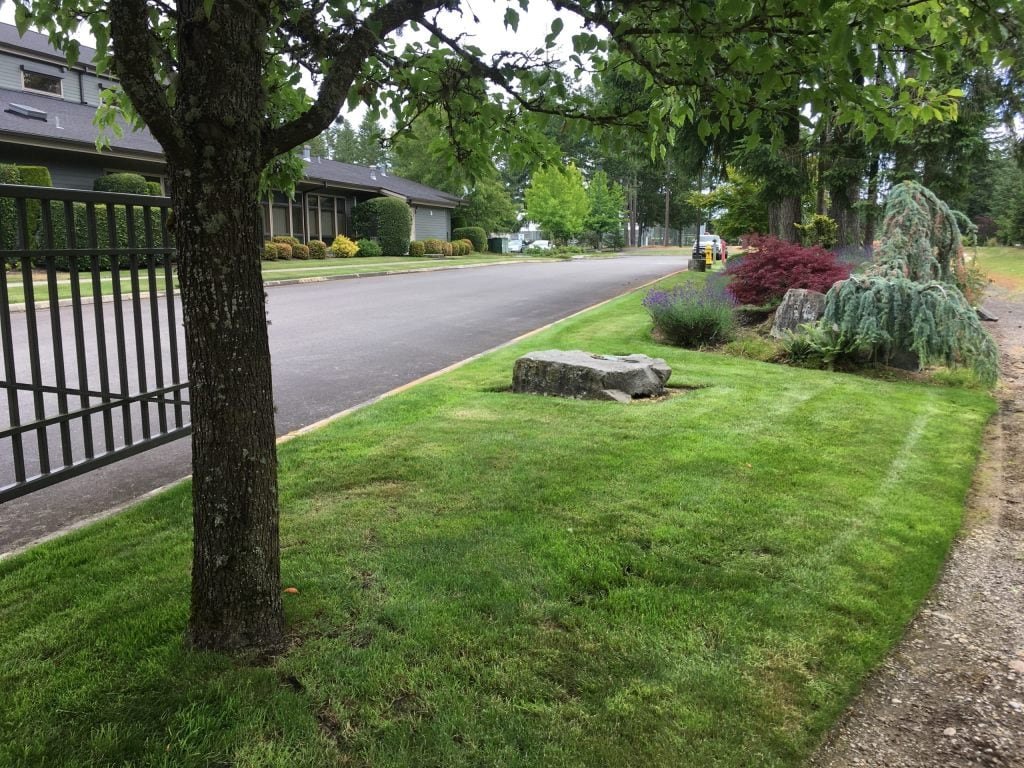How To Get Urine Spots Out Of Your Lawn