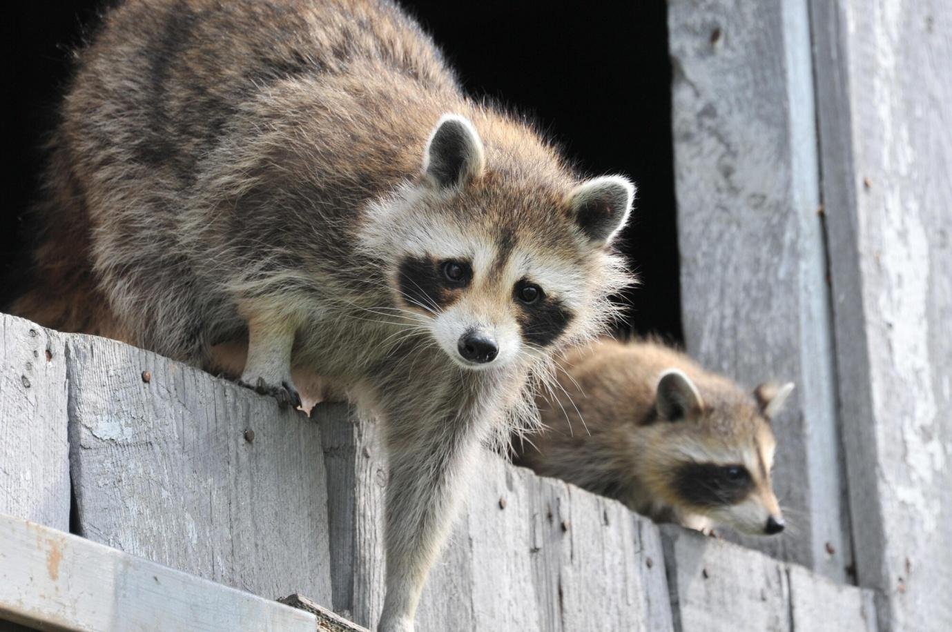 A Beginner'S Guide To Trapping Raccoons