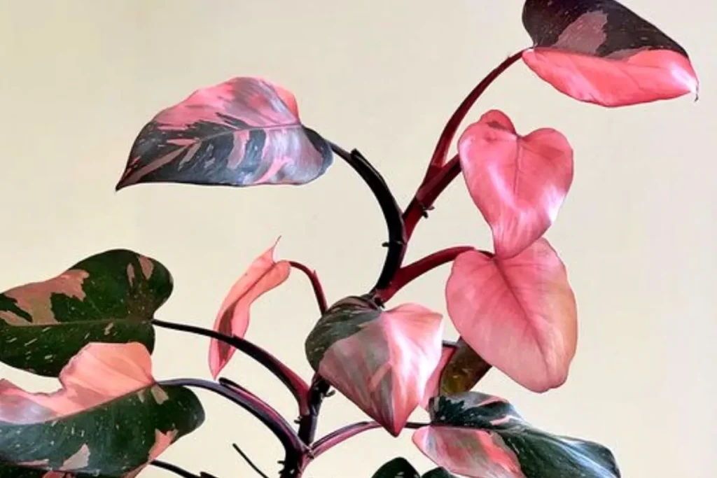 How To Grow And Care For Pink Princess Philodendron 2 How To Grow And Care For Pink Princess Philodendron 1