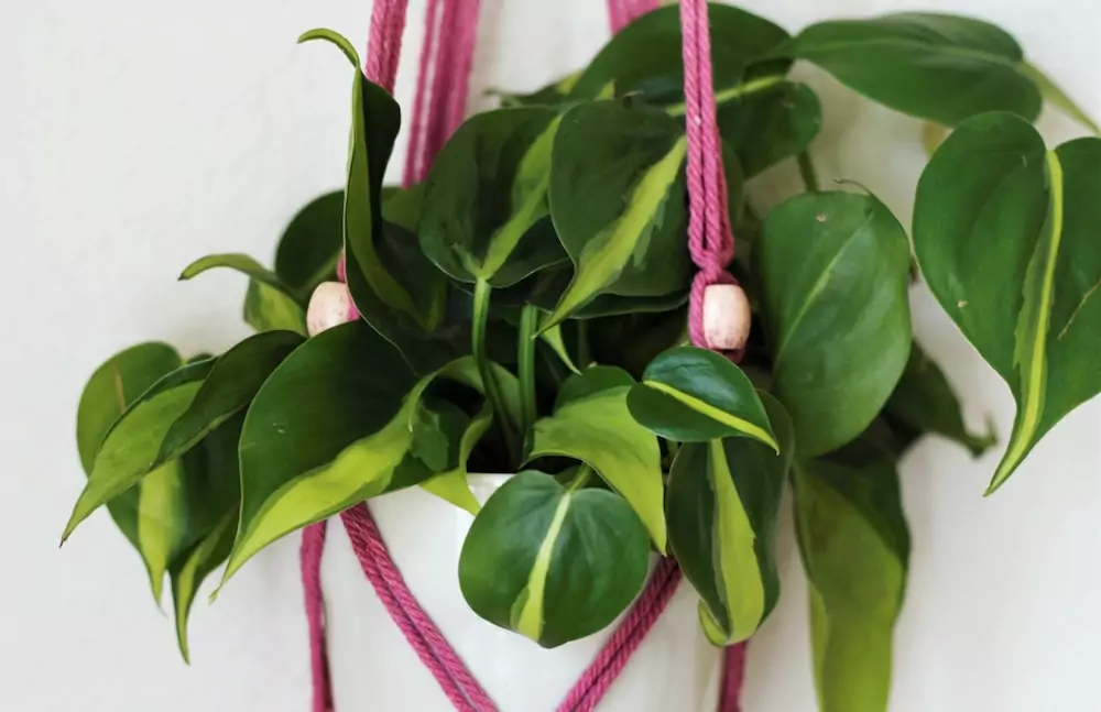 Pink Princess Philodendron