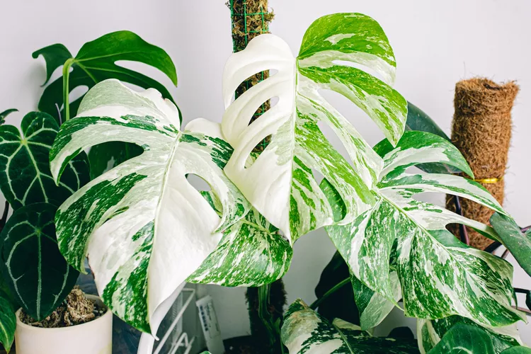 Lush Monstera Albo Plant Showcasing Vibrant Variegation And Healthy Foliage.