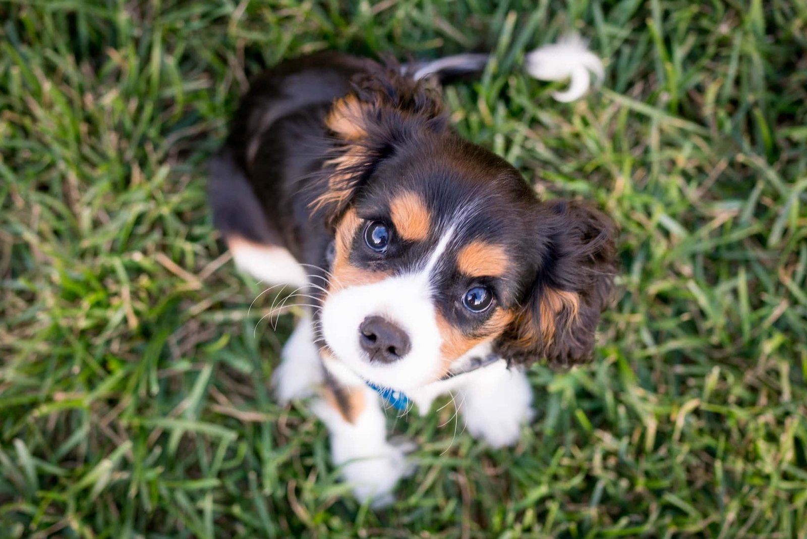 Puppy Breeder