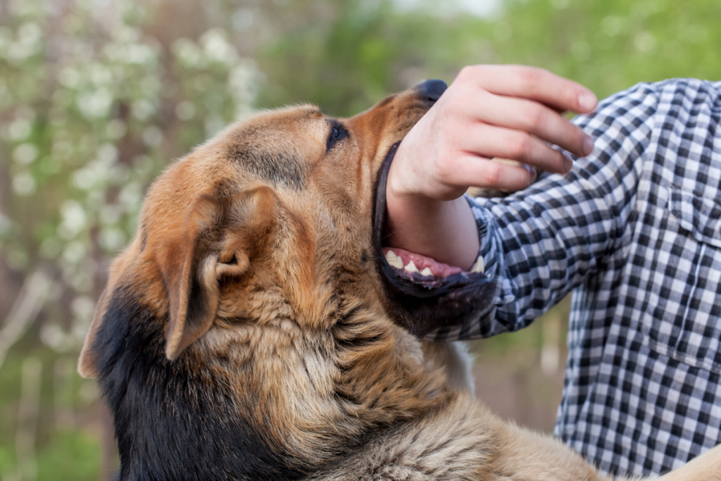 Dog Bites
