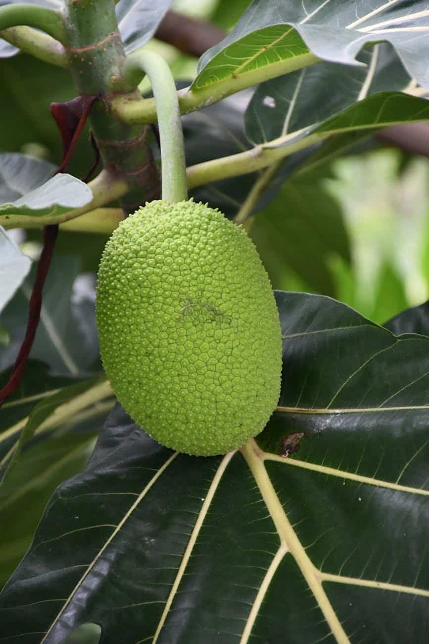 Benefits Of Jackfruit