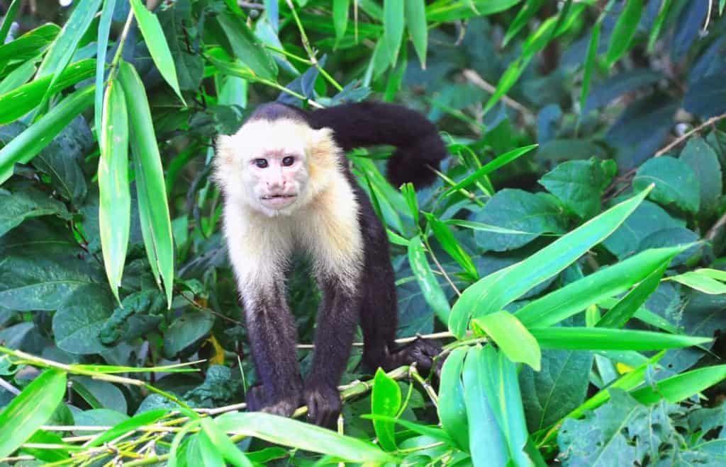 Costa Rica adventure tour