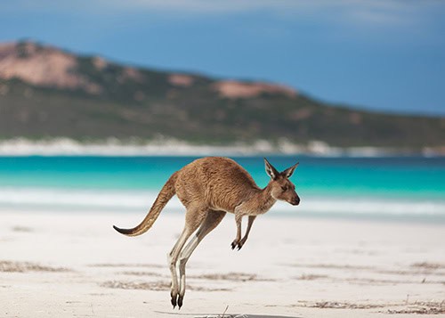 Kangaroo3
