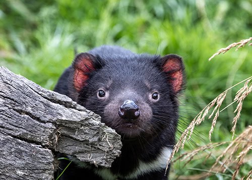 Tasmania