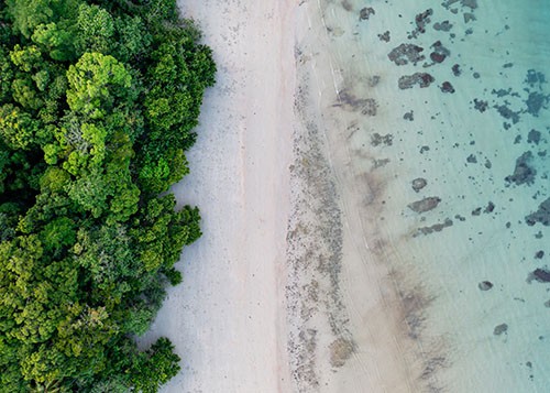 The Daintree Rainforest