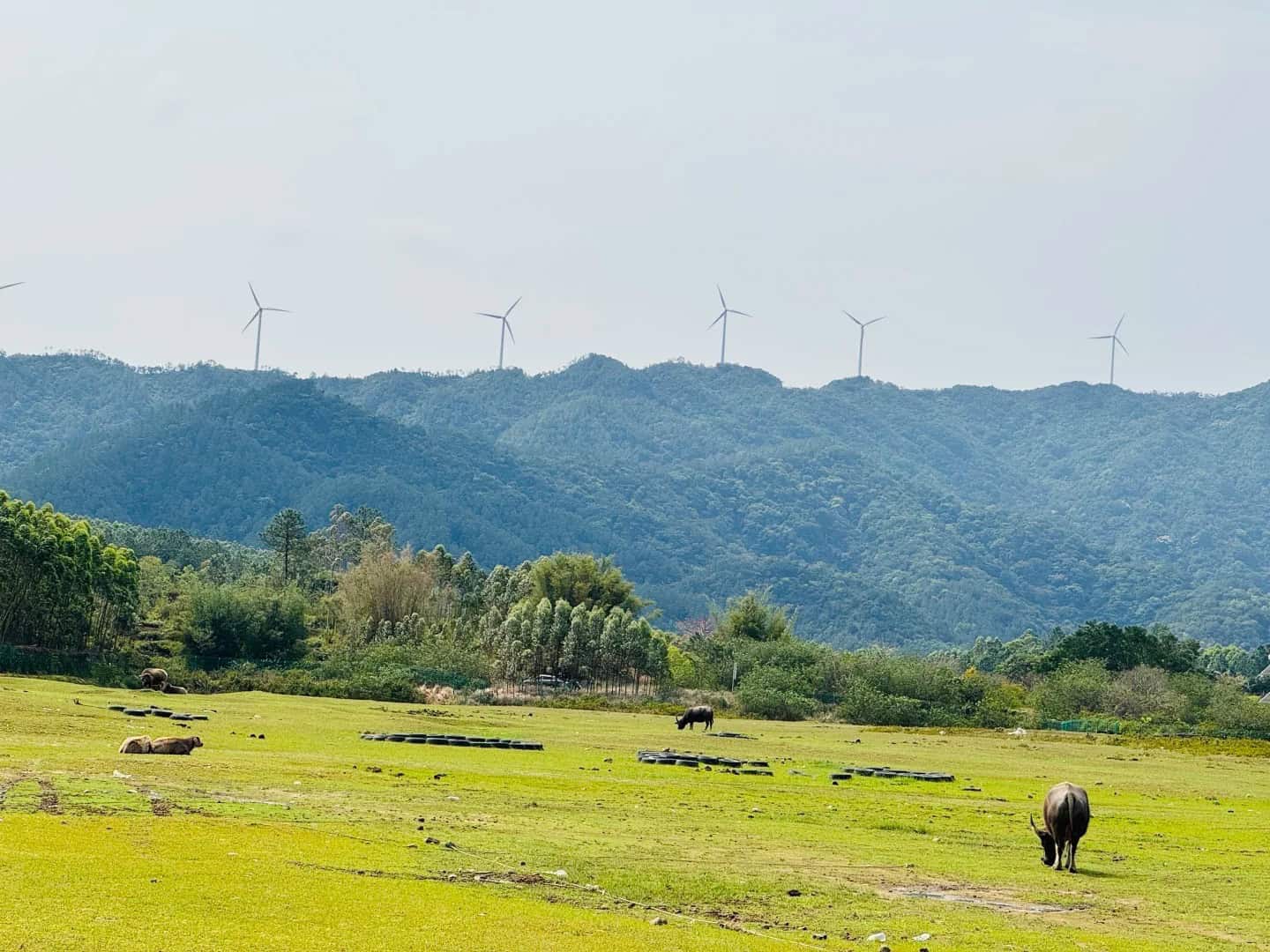 Scenic view of Wuyi's countryside, with green fields, water buffalo, and wind turbines in the backdrop, showcasing the landscape of the Guangdong Five Counties region.