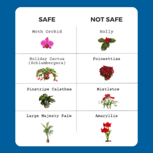 Infographic showing a comparison of toxic and non-toxic holiday plants for pets. On the left, a list of common safe plants such as moth orchid, Holiday Cactus, and Pinstripe Calathea. On the right, toxic plants like Holly, Poinsettias, and Mistletoe. The infographic highlights the importance of pet safety when choosing plants for the home, with visual icons for each plant and clear categories for easy identification