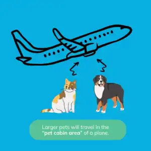 Illustration showing that larger pets are required to travel in the pet cabin area of the plane during pet transport.
