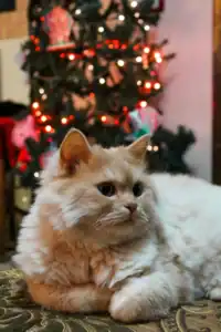 Cozy cat resting surrounded by Christmas lights with a festive Christmas tree in the background.