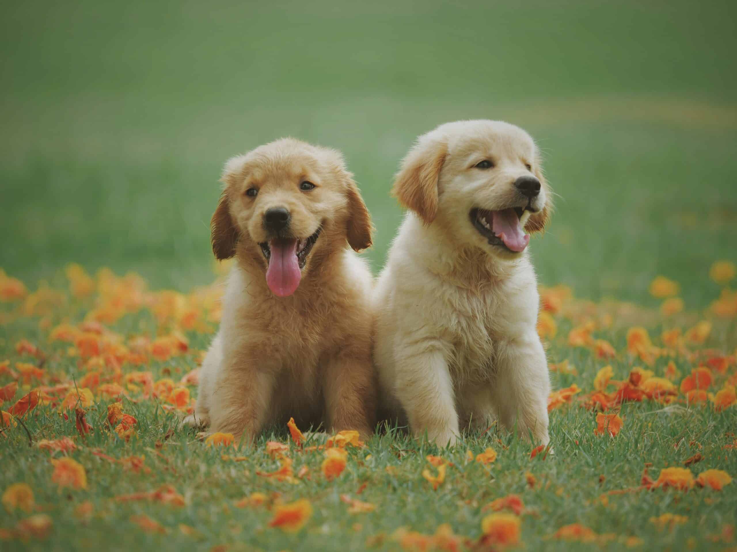 Two playful puppies standing in a lush green field, enjoying their time outdoors.