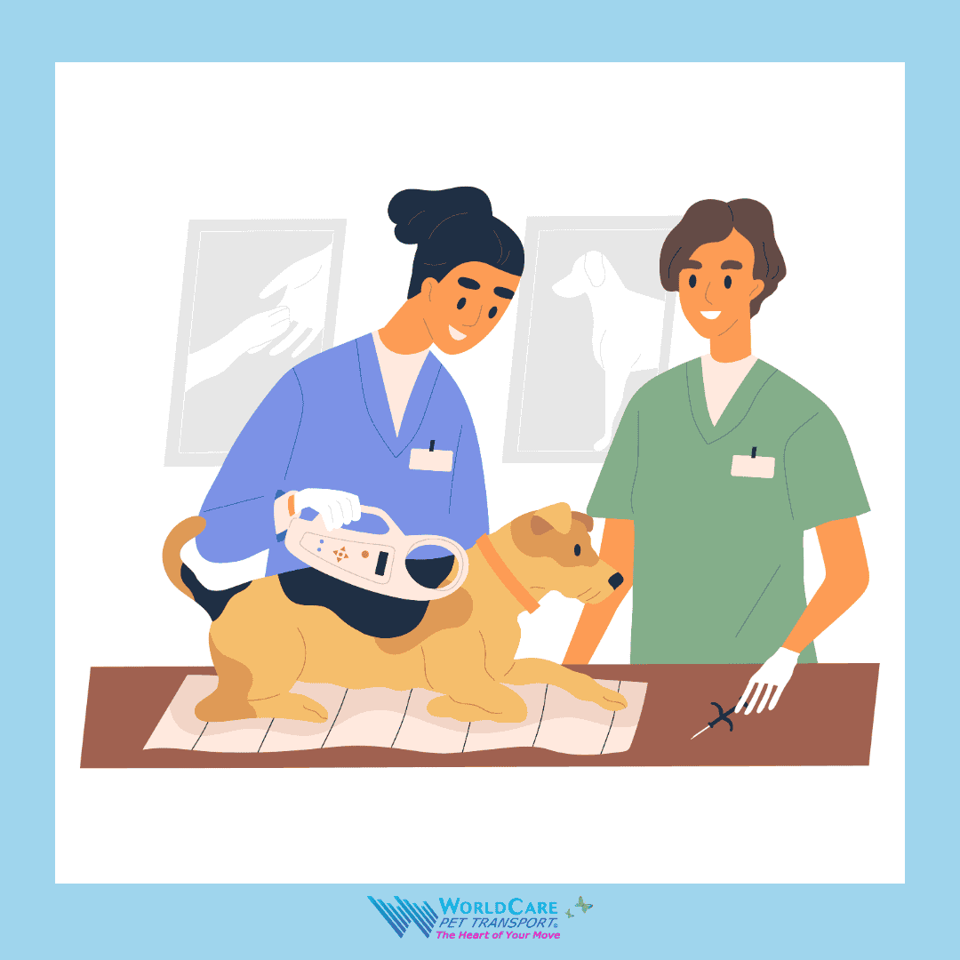 A dog getting microchipped before an international pet relocation, ensuring safe travel.
