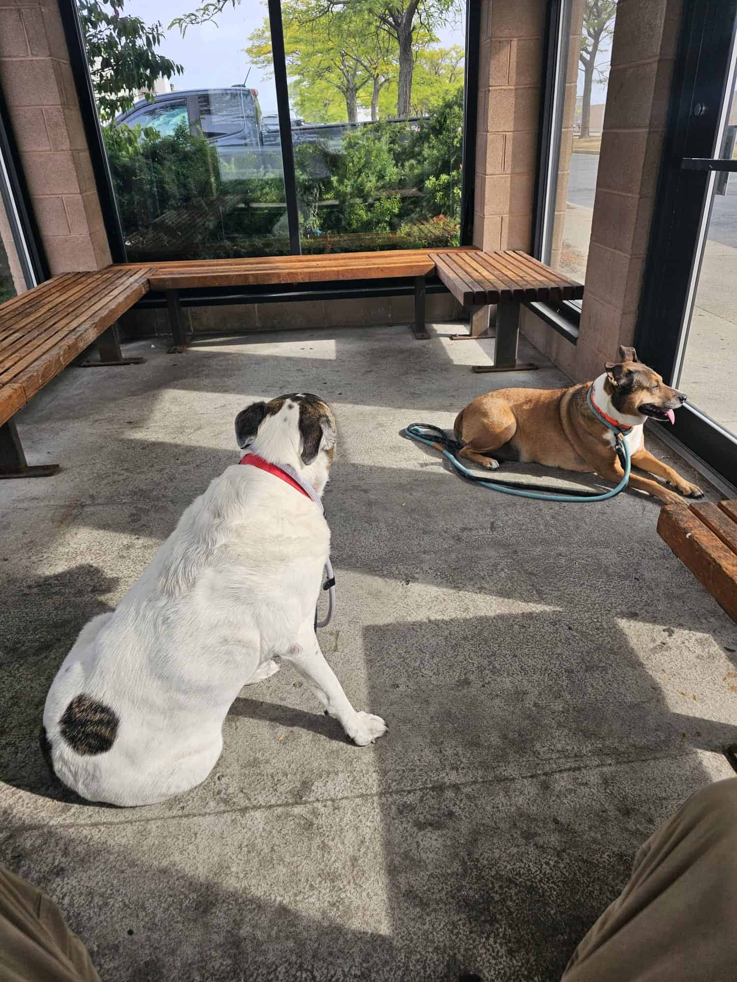 Two happy dogs sitting patiently as their USDA paperwork is prepared for international pet travel.