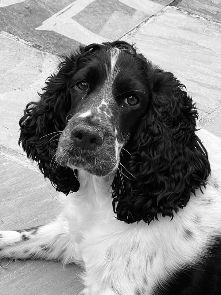 A dog waiting to be transported to their new home in the United Kingdom. 