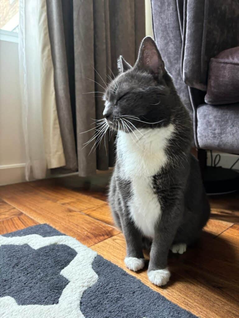 A relaxed cat lounging at home after a safe and stress-free pet relocation journey.