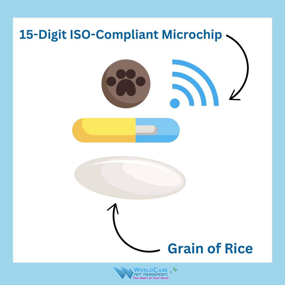 A 15-digit ISO-compliant microchip, about the size of a grain of rice, is shown to highlight that this pet procedure is non-invasive.