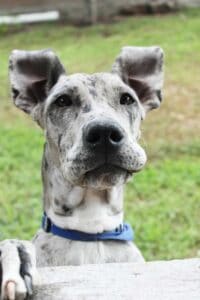 A Great Dane, representing large dog breeds, being transported on an airplane for pet relocation.