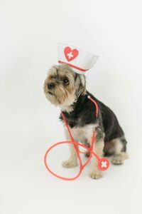 Dog dressed as a veterinarian, symbolizing the importance of a vet visit before pet relocation.