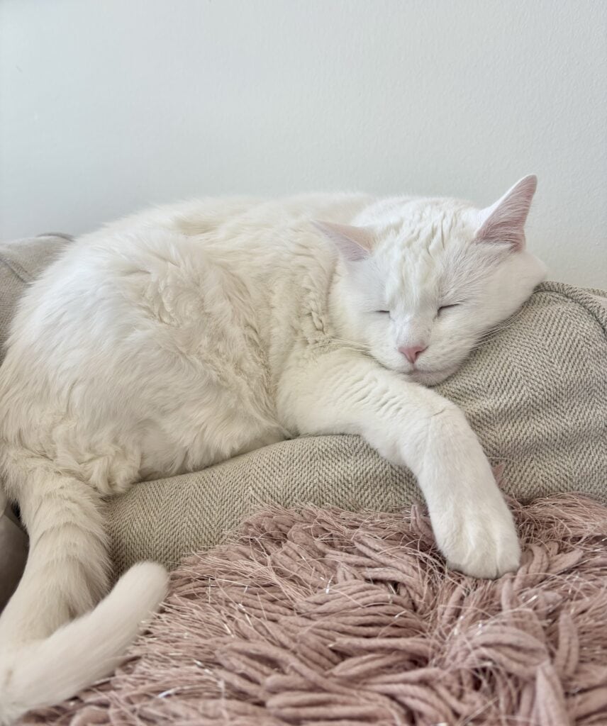 This is Ellie, a white cat who made the big move to the UK, symbolizing a successful international pet relocation.