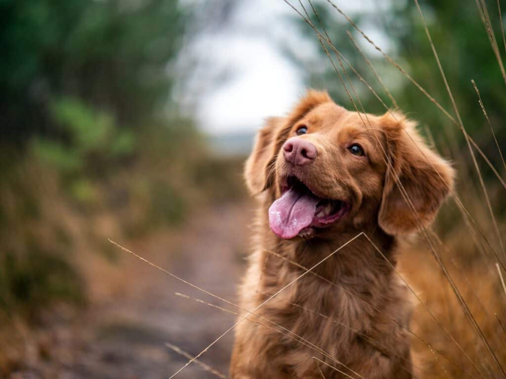 Happy dog looking up at the sky, symbolizing stress-free pet travel.